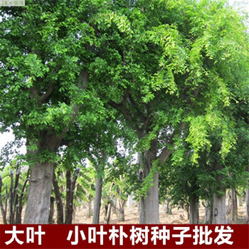 莱芮新采叶朴树 沙朴 珊瑚朴厚朴大叶朴树图片