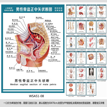 《医院科室挂图 人体结构图 男性骨盆正中矢状