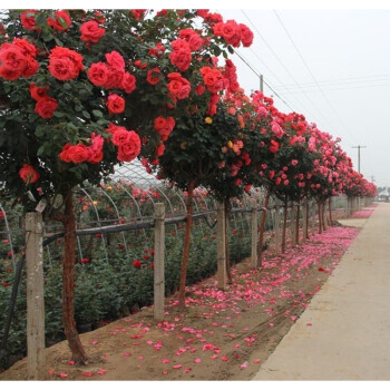 树状玫瑰开花树桩盒景花卉高杆嫁接月季腊梅地栽浓香月季庭院砧木 3