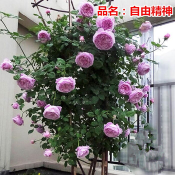 旭义 进口欧月月季花苗 自由精神 藤蔓月季生长快浓香 特大母株【图片 价格 品牌 报价】-京东