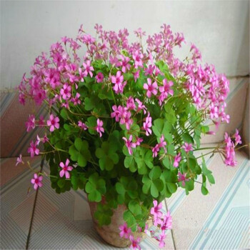 红花草苗 庭院花卉绿植盆栽红花草三叶草地被植物红花