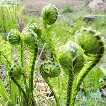 逍遥东北山野菜根苗广东菜荚果蕨黄瓜香苗阳台庭院种植盆栽菜苗 小根