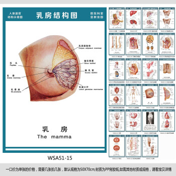 《医院科室挂图 人体解剖图 构造图 乳房结构图