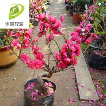 伊美花海寿星桃苗重瓣桃花寿心桃盆栽 盆景桃树苗树 带花苞阳台植物 4