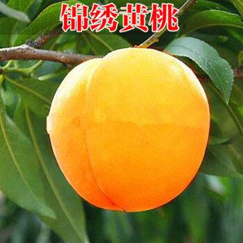 洋子(yangzi)嫁接黄桃树苗 奉贤黄桃苗 锦绣黄桃树苗