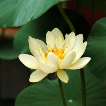 种子已开口套餐室内四季水培迷你小型睡莲水生小荷花七彩莲花 雪美人