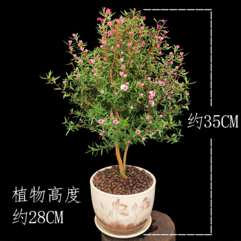 松红梅盆栽带花花卉盆栽四季死不了花观花植物客厅室内花好养 松红梅