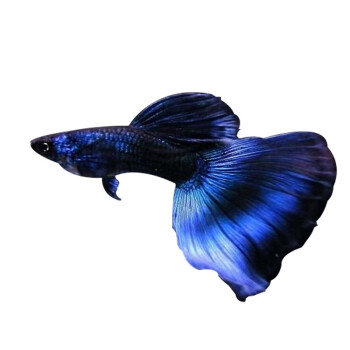 孔雀鱼活体凤尾鱼苗红绿灯水族淡水宠物金鱼纯种小型热带鱼观赏鱼 兰