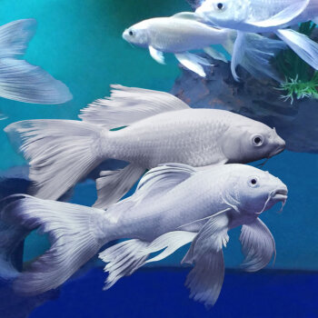 水族 鱼缸/水族箱 摩索(mosuo) 白金蝴蝶鲤活体冷水鱼热带观赏鱼苗