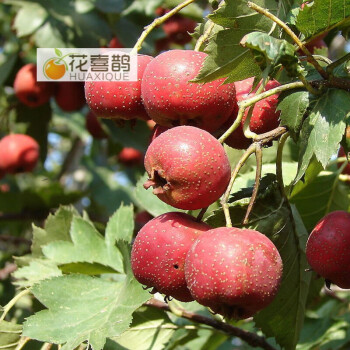 花喜鹊 山楂苗 山楂果树苗木 山楂树苗 嫁接 南方北方