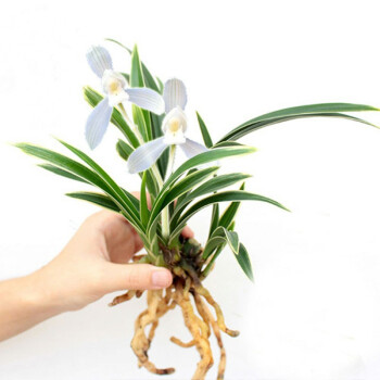 花明柳媚紫月荷 矮种兰花 金边兰花建兰兰花苗桌面迷你盆栽花卉植物