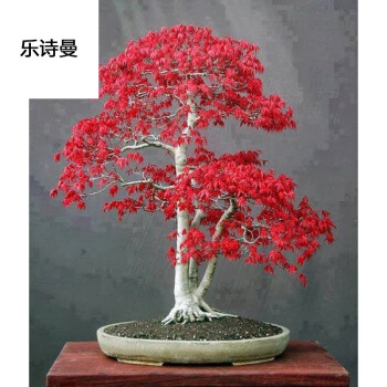 乐诗曼盆景 日本红枫盆景 红舞姬盆景一本多杆素材苗