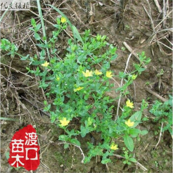 优友田基黄 田基黄苗 田基黄种子100粒 地耳草 苗 利湿退黄草药种子