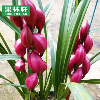 兰花苗蕙兰苗 墨兰花苗 红将军六苗价格 肥料 不含盆