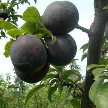 李子树苗 盆栽地栽嫁接果树苗黑布林李子苗南