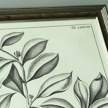 售完无补 NOMO art deco美式素描画客厅玄关装饰画挂画 花鸟风景 达尔文笔记 A款