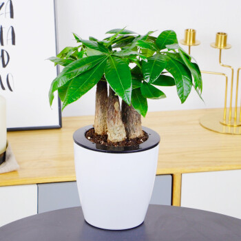 花明柳媚l【发财树】盆栽桌面小盆景绿植盆栽室内绿植