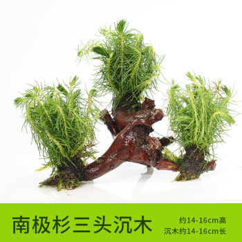 【三头】南极杉三头沉木