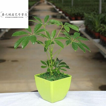 八方来财四季常青鸭掌木盆栽苗七叶莲 鹅掌柴苗 水培鸭脚木花卉苗 15图片