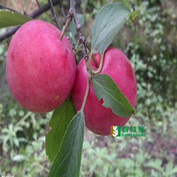 庭院南北方种植 李子树苗盆栽 2年苗 红宝石 5