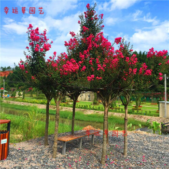 美国紫薇花树苗红火箭红火球百日红紫薇苗南北方庭院观赏绿化苗木