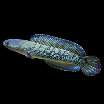 幻彩蓝宝石雷龙价格