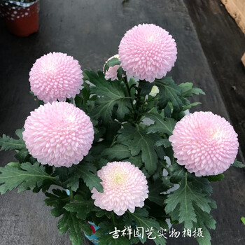 女王菊新品菊花盆栽 纽扣菊盆栽乒乓菊 荷兰进口小米菊满头花苞 藕色