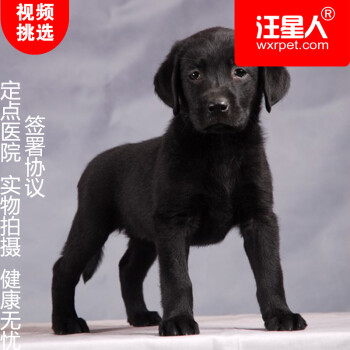 【汪星人】高品质双血统纯种拉布拉多幼犬活体 精品寻回猎犬纯黑色