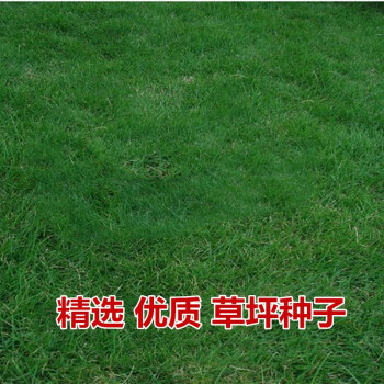 花萌萌 优质草坪种子混播四季青草坪狗牙根百慕大草籽球场庭院护坡