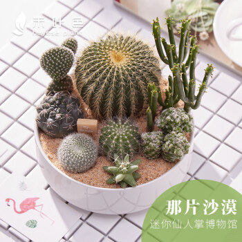 仙人掌多肉植物组合盆栽含盆新手套餐清新空气植物肉肉植物微景观 那