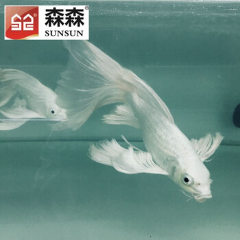 正宗台湾蝴蝶鲤鱼苗子短身大鳍蝴蝶活体白金龙凤锦鲤石膏冷水鱼 2公分