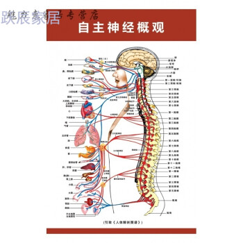 医学骨骼图肌肉挂图脊柱血管分布图人体肌肉神经人体内脏海报日用创意