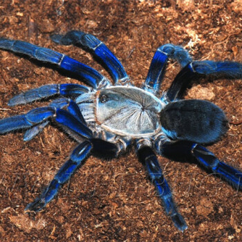 另类萌宠宠物拟水狼蛛不结网捕猎活体小动物蜘蛛 泰国金属蓝10-12母
