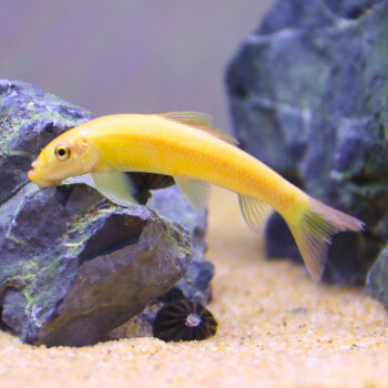淸缸除藻工具鱼 热带鱼观赏鱼水族宠物清洁鱼垃圾鱼 金苔鼠3条(4-6cm)