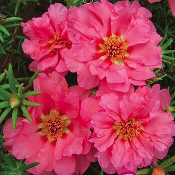 进口太阳花种子 观花花卉花草盆栽种子松叶牡