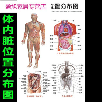 医院人体内脏位置分布图 人体结构器官功能解剖图 挂图海报日用创意