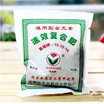 番茄小苗 樱桃番茄 圣女果番茄 阳台盆栽四季种