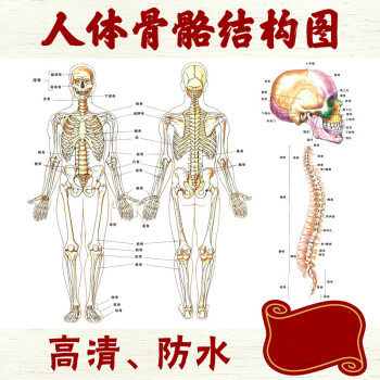 人体骨骼结构图全身经络穴位图挂图肌肉足部中医养生按摩海报 48寸