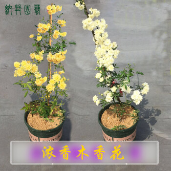 纳邦 木香花苗爬藤攀援庭院植物七里香十里香浓香黄白