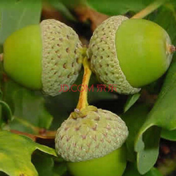 (橡树种子)沼生橡树 黑 白 红橡 庭院种植 绿化种