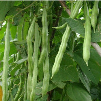 醉花苑 秋季蔬菜种子套餐 阳台盆栽四季播易种