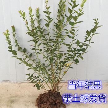 果树苗 盆栽地栽 蓝莓树苗 蓝梅树 南方北方果树苗高丛兔眼蓝莓苗 5年