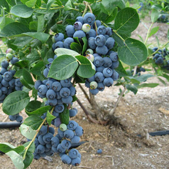 志尚园艺用品 当年结果盆栽地栽果树苗 蓝莓树