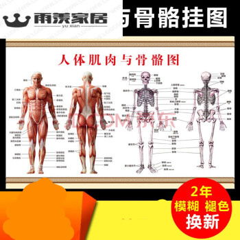 人体骨骼图大挂图器官人体内脏结构图穴位图人体肌肉解剖图大挂图免费
