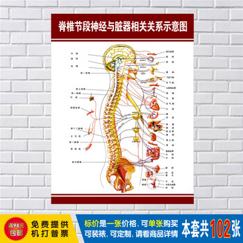 脊柱节段神经与脏器相关关系示意图医学挂图 脊柱相关