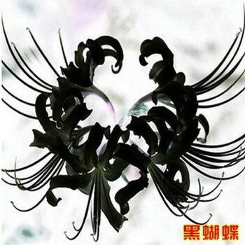 播种地球A59彼岸花 红色彼岸花种球 石蒜种球 曼珠沙华种子曼陀罗华种球 黑蝴蝶【图片 价格 品牌 报价】-京东