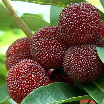 果树基地 直销盆栽杨梅树 正宗嫁接东魁杨梅苗