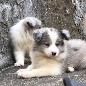 边牧幼犬活体纯种狗狗边境牧羊犬宠物狗活体陨石专注品质母