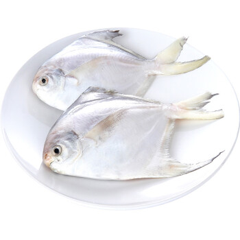 新鲜小鲳鱼 银鲳鱼 白昌鱼 平鱼 扁鱼鲳 小白鲳 顺丰 1.5kg