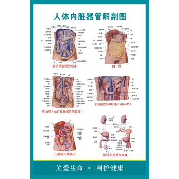 人体脏器结构医院挂图人体内脏器管解剖图医学知识位置分布图海报日用